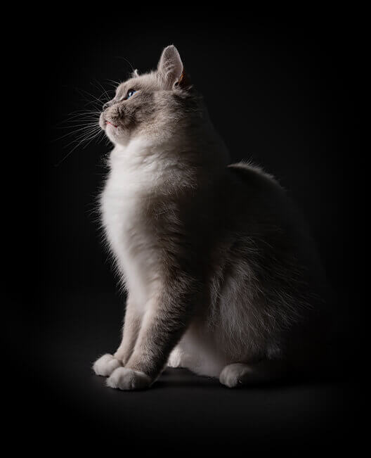 зображення кота