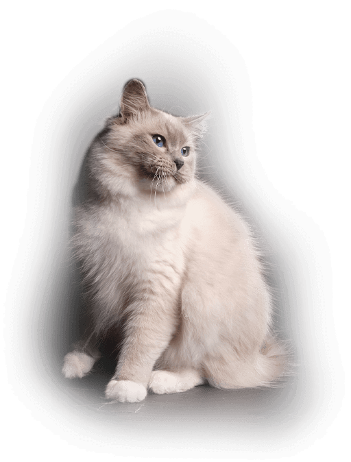 зображення кота