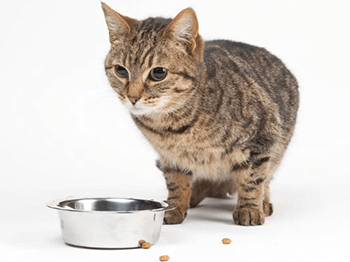 A cat near its food bowl, highlighting the Retrospective Study on Survival in Cats with Acquired Chronic Renal Insufficiency (CRI).