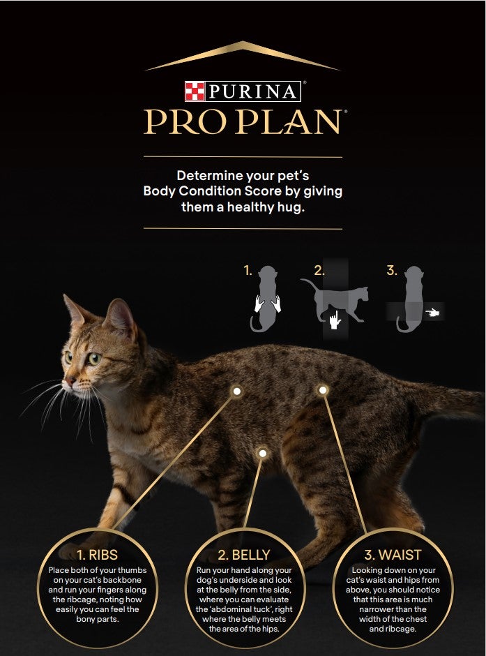 Body Condition Score Chart Feline