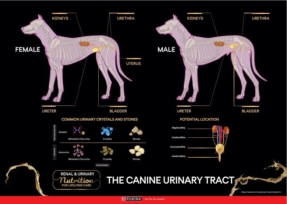 Urinary Anatomy Poster Canine