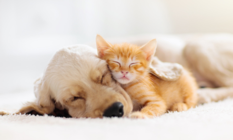 Метаболічні відмінності між собаками різного розміру тіла