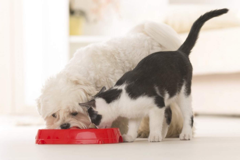 Основи харчування