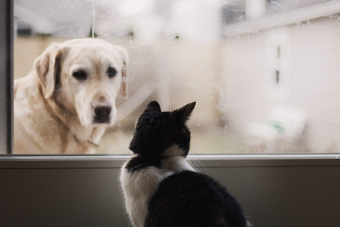 Здоров'я сечовидільної системи