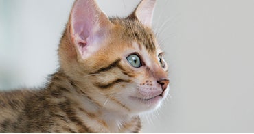 Багаторівневі дослідження безпеки інгредієнта Anti Fel d1 IgY у кормі для котів