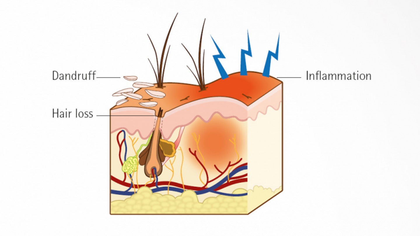 Захворювання шкіри котів та собак та дієтичний підхід