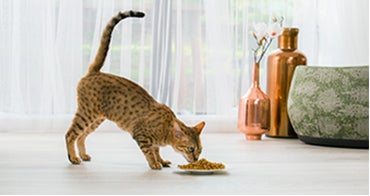 Яєчний інгредієнт, що містить анти-Fel d1, знижує рівень Fel d1 у слині котів.