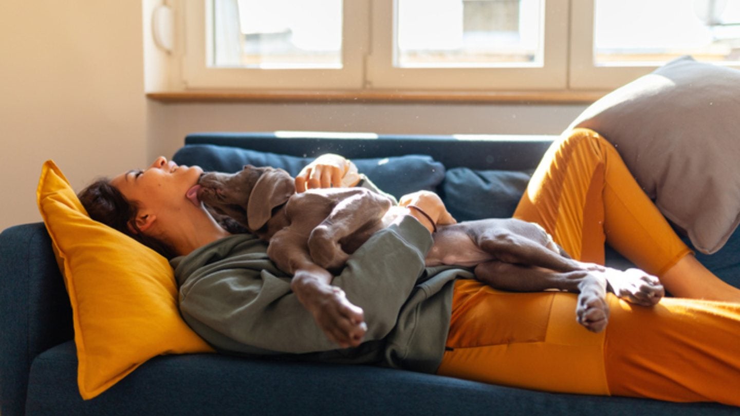 Дослідження впливу запальних захворювань кишечника у собак на якість життя тварин та їхніх власників