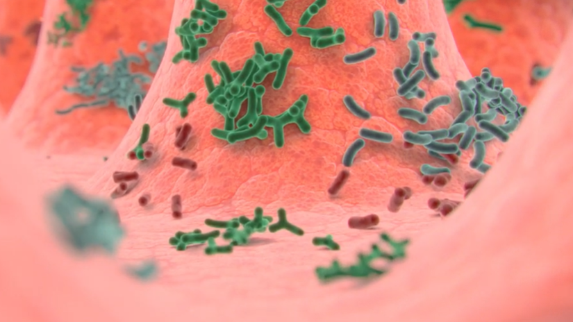 Модулювання мікробіоти кишечника