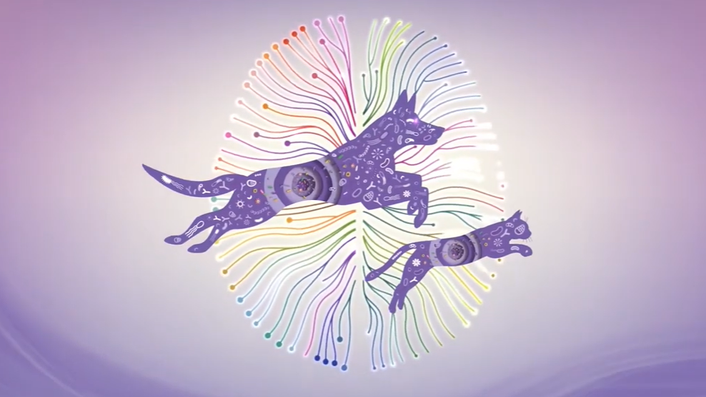 Симпозіум PURINA 2019 - Вісь кишечник-мозок та імунна модуляція (Майкл Лаппін)