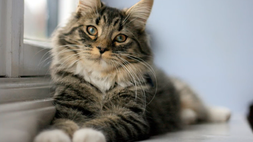 Клінічні випадки шлунково-кишкових розладів у котів