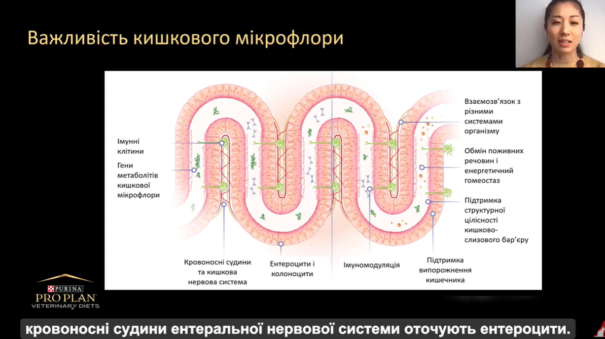Переваги застосування пробіотиків у ветеринарній дерматології. Лекція для ветеринарних спеціалістів