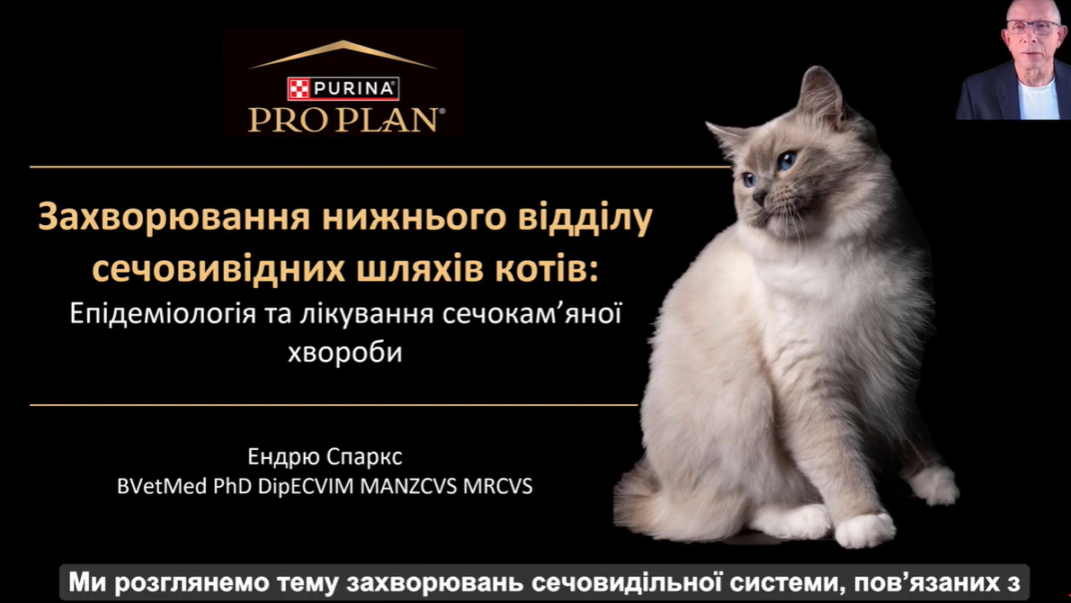 ЗНВСШ котів. Епідеміологія та лікування сечокам’яної хвороби