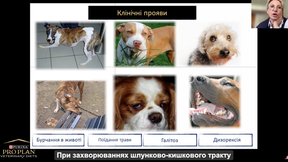 Хронічна діарея у собак і котів. Лекція для ветеринарних спеціалістів