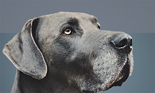 Портрет великого собаки на синьо‑сірому фоні.