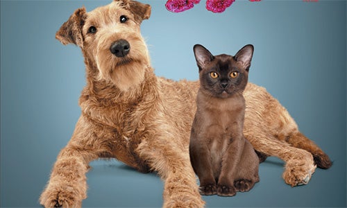 Собака та кіт сидять поруч на однорідному фоні.