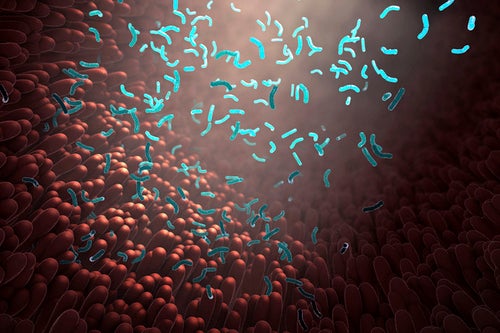 Частина цілого: роль кишкової мікробіоти у здоров'ї господаря