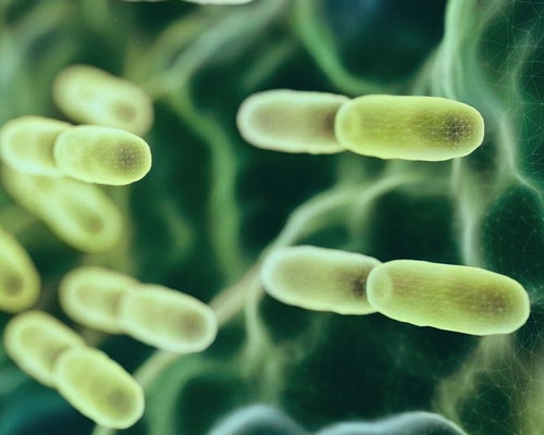 Харчування, здоров’я кишківника та мікробіом у клінічному веденні випадків