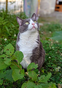 Кіт