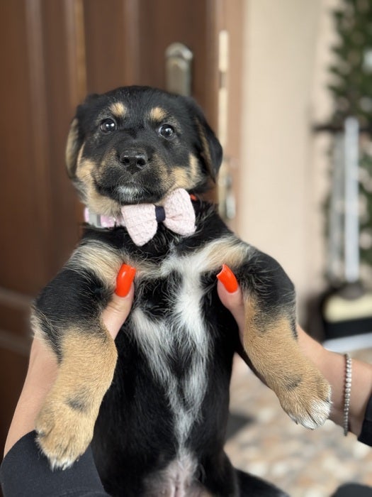 Собачка з бантиком