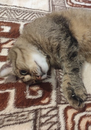 Котик
