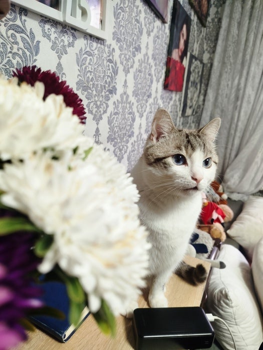 Котик