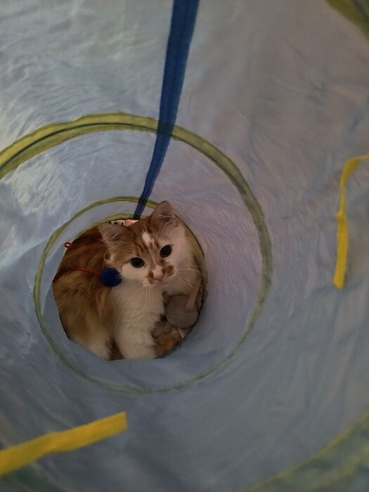 Котик