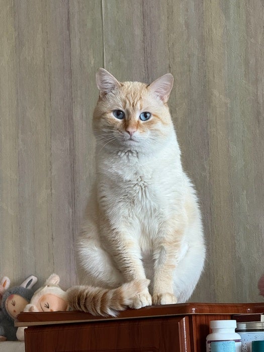 Котик