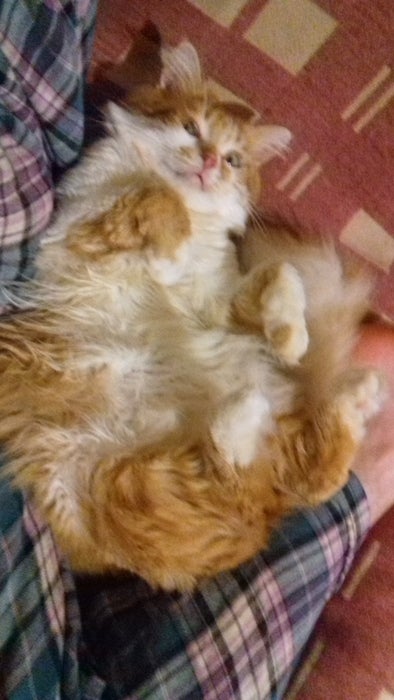 Котик