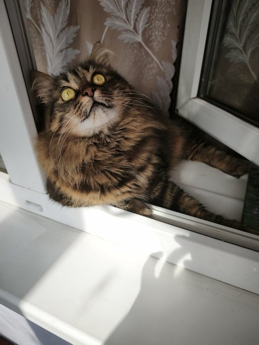 Котик з гіпсом