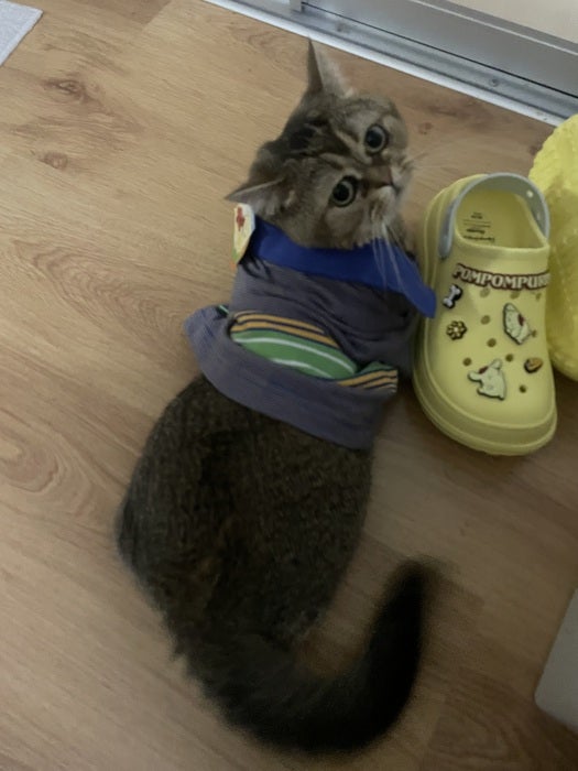 Кіт