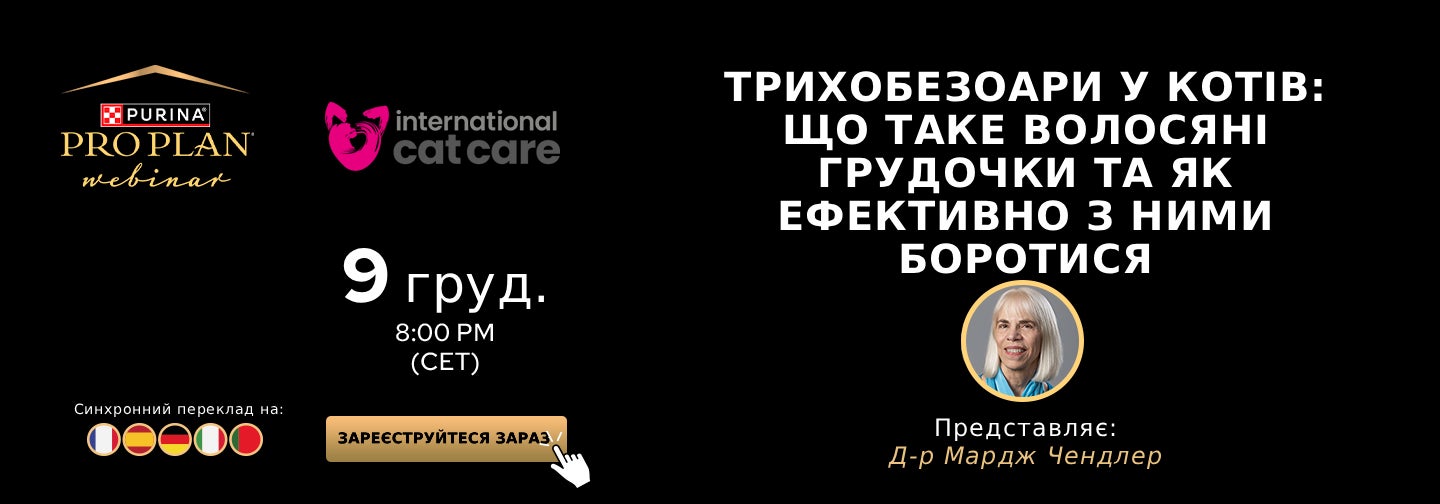 Трихобезоари у котів: розуміння грудок шерсті та ефективне керування ними
