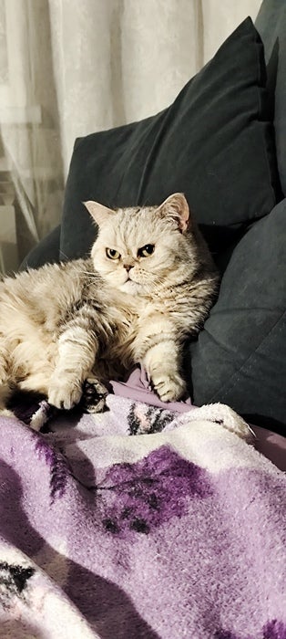Рудий кіт лежить на дивані