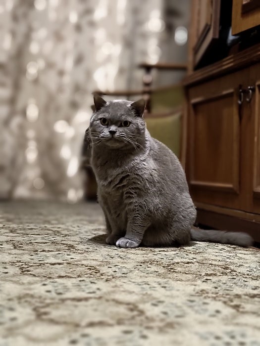 Сірий висловухий кіт сидить у кімнаті
