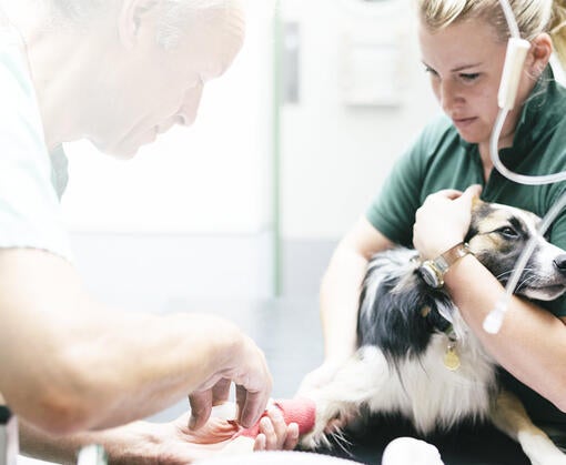 Академія для асистентів ветеринарних лікарів