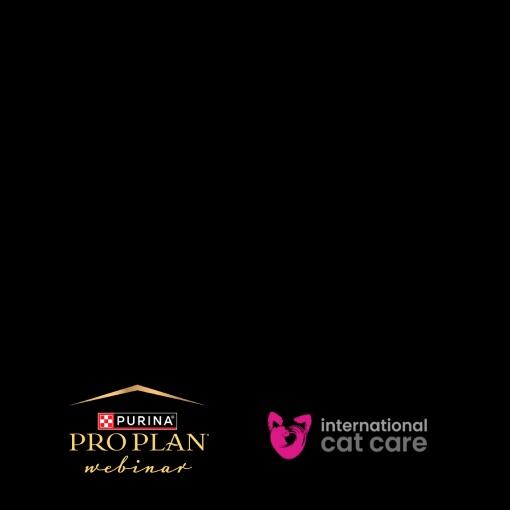 Гіперкальціємія у котів із ХНН: розуміння стану та харчова підтримка