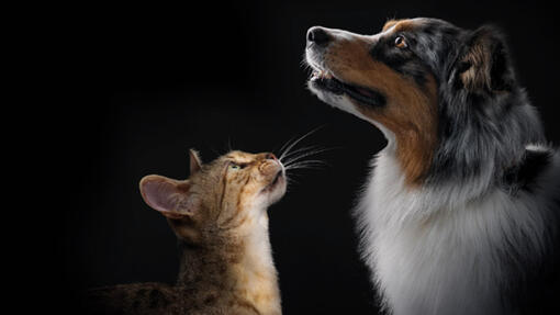 Посібник з ветеринарних продуктів