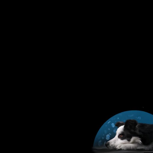 Симпозіум Purina® PRO PLAN® Calming Care