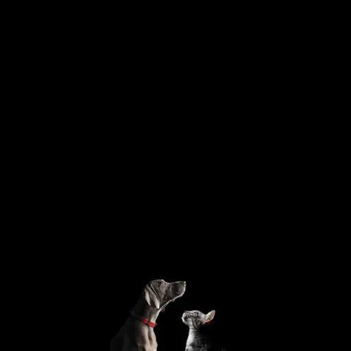 Симпозіум Purina® PRO PLAN® 2026