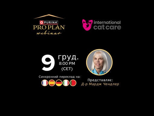 Банер вебінару про трихобезоари у котів із датою та інформацією про синхронний переклад